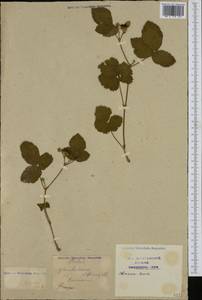 Rubus hirtus Waldst. & Kit., Western Europe (EUR) (Switzerland)