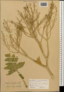 Crambe pinnatifida W. T. Aiton, Caucasus, Krasnodar Krai & Adygea (K1a) (Russia)