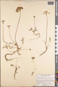 Semenovia transiliensis Regel & Herder, Middle Asia, Northern & Central Tian Shan (M4) (Kyrgyzstan)