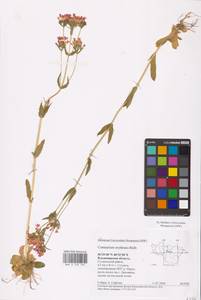 Centaurium erythraea, Eastern Europe, Central region (E4) (Russia)