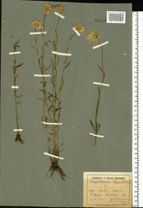 Leucanthemum vulgare Lam., Eastern Europe, North Ukrainian region (E11) (Ukraine)