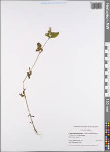 Ambrosia trifida L., Eastern Europe, Lower Volga region (E9) (Russia)