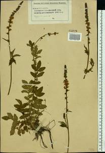 Agrimonia eupatoria L., Eastern Europe, Middle Volga region (E8) (Russia)