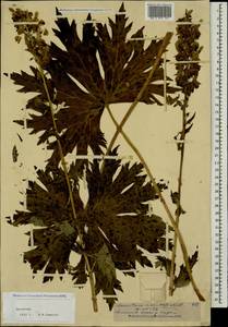 Aconitum orientale Mill., Caucasus, Dagestan (K2) (Russia)