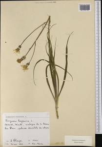 Pseudopodospermum hispanicum subsp. hispanicum, Western Europe (EUR) (France)