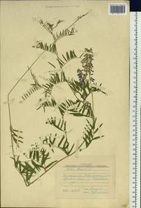 Vicia cracca L., Siberia, Western Siberia (S1) (Russia)