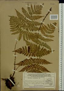 Dryopteris dilatata subsp. dilatata, Eastern Europe, Volga-Kama region (E7) (Russia)