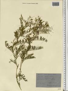Vicia tenuifolia Roth, Eastern Europe, North Ukrainian region (E11) (Ukraine)