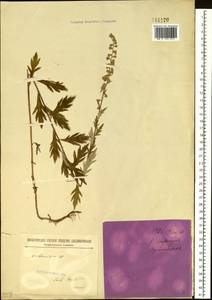 Artemisia stolonifera (Maxim.) Kom., Siberia, Baikal & Transbaikal region (S4) (Russia)