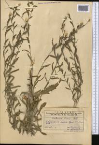 Rhaponticum repens (L.) Hidalgo, Middle Asia, Syr-Darian deserts & Kyzylkum (M7) (Uzbekistan)