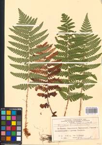 Dryopteris filix-mas (L.) Schott, Eastern Europe, Moscow region (E4a) (Russia)