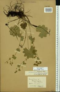 Alchemilla conglobata H. Lindb., Eastern Europe, Volga-Kama region (E7) (Russia)