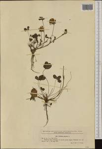 Trifolium pratense L., Western Europe (EUR) (Romania)