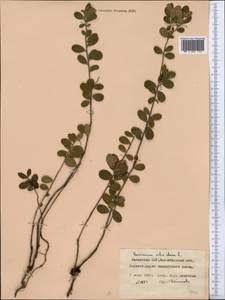 Vaccinium oxycoccos L., Middle Asia, Northern & Central Kazakhstan (M10) (Kazakhstan)