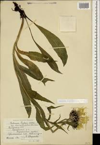 Centaurea cheiranthifolia Willd., Caucasus, Armenia (K5) (Armenia)