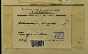 Aulacomnium androgynum (Hedw.) Schwägr., Bryophytes, Bryophytes - Western Europe (BEu) (Germany)