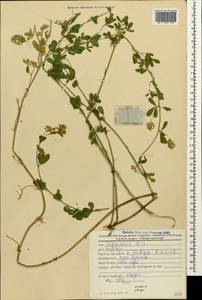 Medicago sativa subsp. varia (Martyn)Arcang., Caucasus, Georgia (K4) (Georgia)
