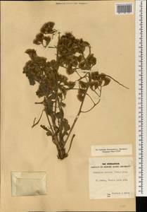 Limonium thouinii (Viv.) Kuntze, Africa (AFR) (Egypt)