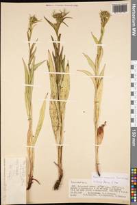 Saussurea acuminata Turcz. ex Fisch. & C. A. Mey., Mongolia (MONG) (Mongolia)