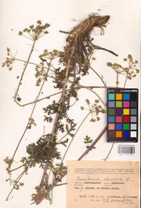 Xanthoselinum alsaticum (L.) Schur, Eastern Europe, Lower Volga region (E9) (Russia)