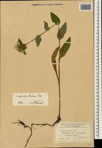 Campanula glomerata subsp. hispida (Witasek) Hayek, Caucasus, Krasnodar Krai & Adygea (K1a) (Russia)