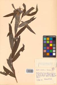 Salix udensis (Wimm.) Trautv. & C. A. Mey., Siberia, Russian Far East (S6) (Russia)