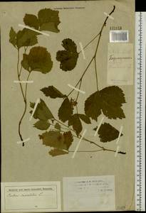 Rubus saxatilis L., Siberia, Altai & Sayany Mountains (S2) (Russia)