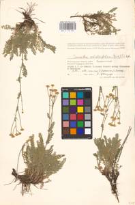 Tanacetum achilleifolium (M. Bieb.) Sch. Bip., Eastern Europe, Lower Volga region (E9) (Russia)