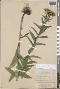 Pentanema asperum (Poir.) G. V. Boiko & Korniy., Eastern Europe, Middle Volga region (E8) (Russia)