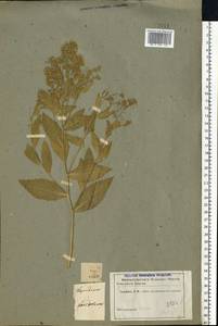 Lepidium latifolium L., Eastern Europe, Central forest-and-steppe region (E6) (Russia)