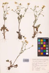 Ranunculus oxyspermus Willd., Eastern Europe, Lower Volga region (E9) (Russia)