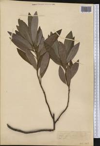 Magnoliaceae, America (AMER) (Not classified)