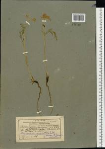 Peucedanum vaginatum Ledeb., Siberia, Altai & Sayany Mountains (S2) (Russia)