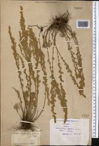 Artemisia austriaca Jacq., Middle Asia, Syr-Darian deserts & Kyzylkum (M7) (Kazakhstan)