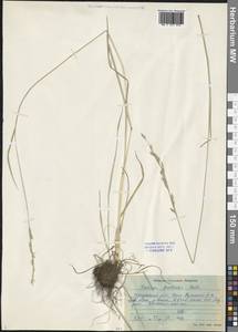 Lolium pratense (Huds.) Darbysh., Siberia, Baikal & Transbaikal region (S4) (Russia)