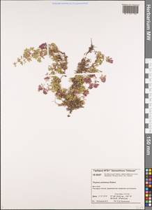 Thymus extremus Klokov, Siberia, Central Siberia (S3) (Russia)