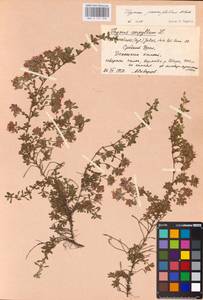 MHA 0 157 393, Thymus talijevii subsp. paucifolius (Klokov) P.A.Schmidt, Eastern Europe, Eastern region (E10) (Russia)