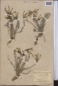 Astragalus macropetalus Schrenk, Middle Asia, Northern & Central Tian Shan (M4) (Kazakhstan)