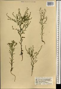 Hackelia thymifolia (A. DC.) I. M. Johnst., Mongolia (MONG) (Mongolia)