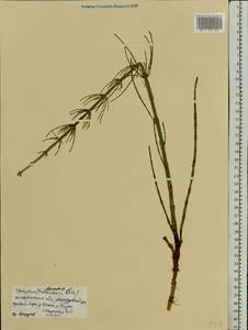 Equisetum palustre L., Eastern Europe, Central forest region (E5) (Russia)