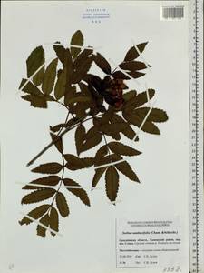 Sorbus sambucifolia (Cham. & Schltdl.) M. Roem., Siberia, Russian Far East (S6) (Russia)