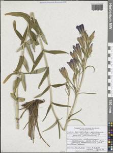 Gentiana pneumonanthe L., Eastern Europe, Central forest-and-steppe region (E6) (Russia)