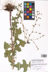 Lactuca serriola L., Eastern Europe, Moscow region (E4a) (Russia)