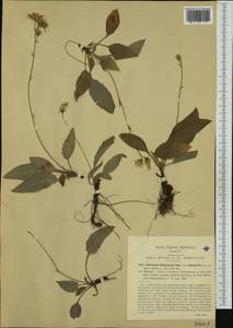 Hieracium racemosum subsp. virgaurea (Coss.) Zahn, Western Europe (EUR) (Italy)