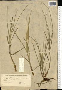 Bolboschoenus maritimus (L.) Palla, Eastern Europe, Lower Volga region (E9) (Russia)