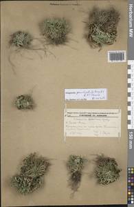 Selaginella graniticola Jie Yang bis & X.C.Zhang, Siberia, Russian Far East (S6) (Russia)