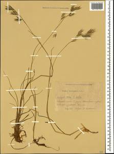 Bromus variegatus M.Bieb., Caucasus, Krasnodar Krai & Adygea (K1a) (Russia)