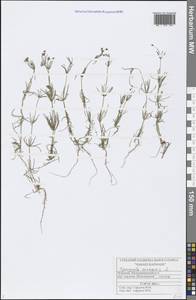 Spergula arvensis L., Eastern Europe, Middle Volga region (E8) (Russia)