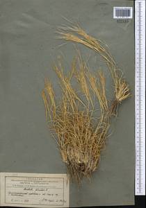 Stipagrostis plumosa (L.) Munro ex T.Anderson, Middle Asia, Pamir & Pamiro-Alai (M2) (Tajikistan)