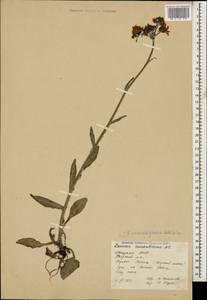 Tephroseris integrifolia subsp. caucasigena (Schischk.) Greuter, Caucasus, Abkhazia (K4a) (Abkhazia)